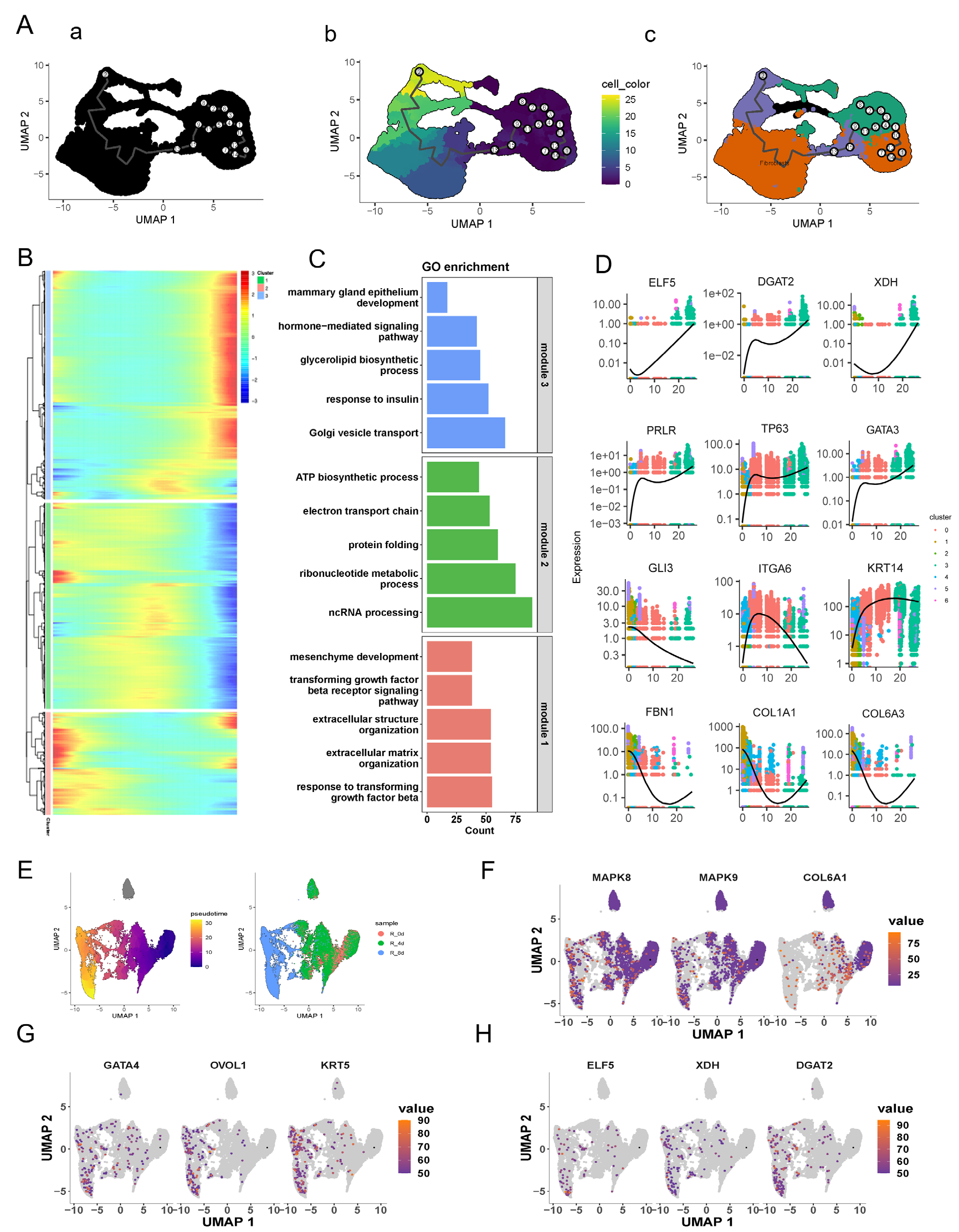 Repsox View of JNK1 downregulation confers fibroblasts with a mammary ...